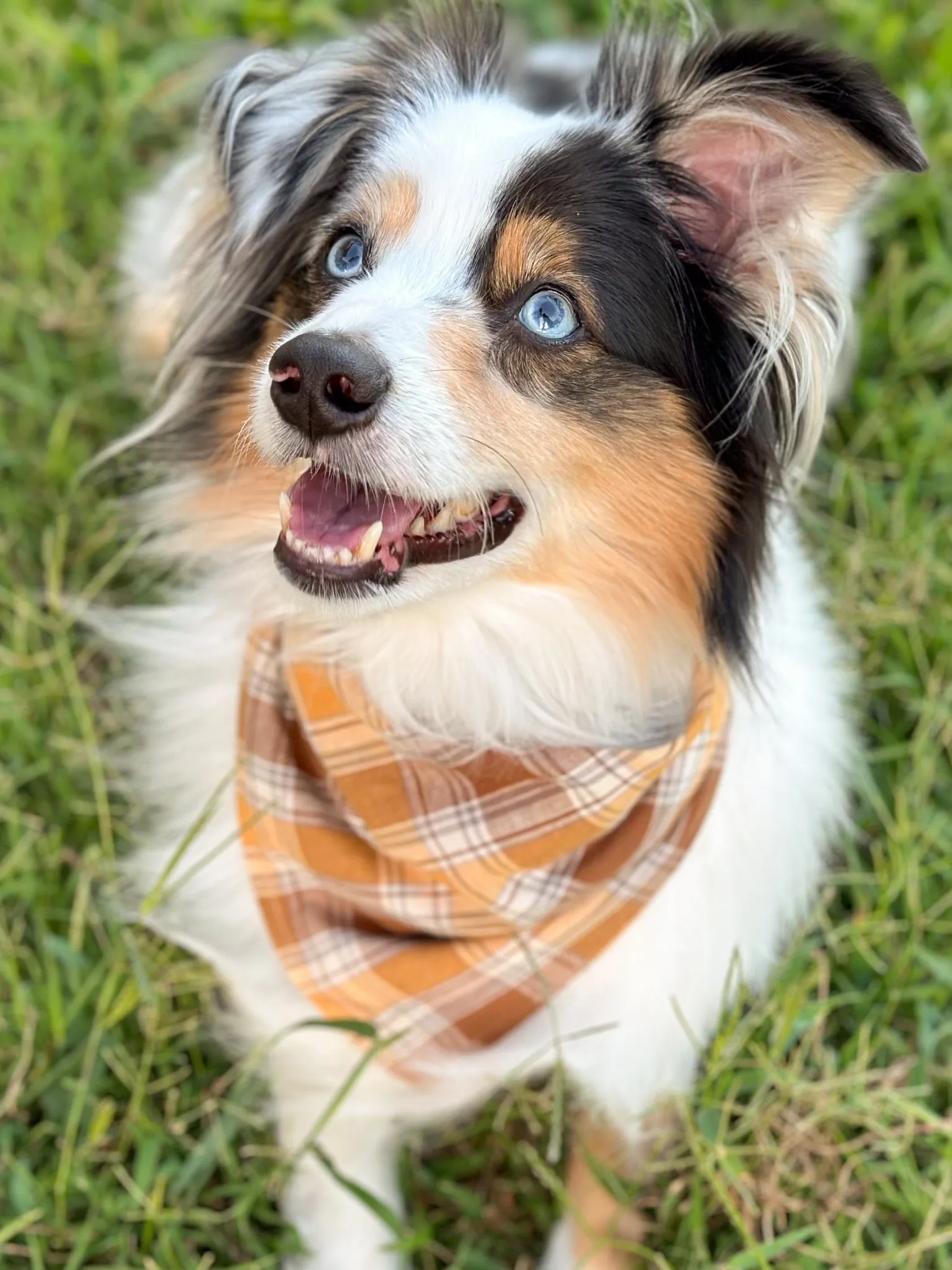 Autumn Plaid Bandana