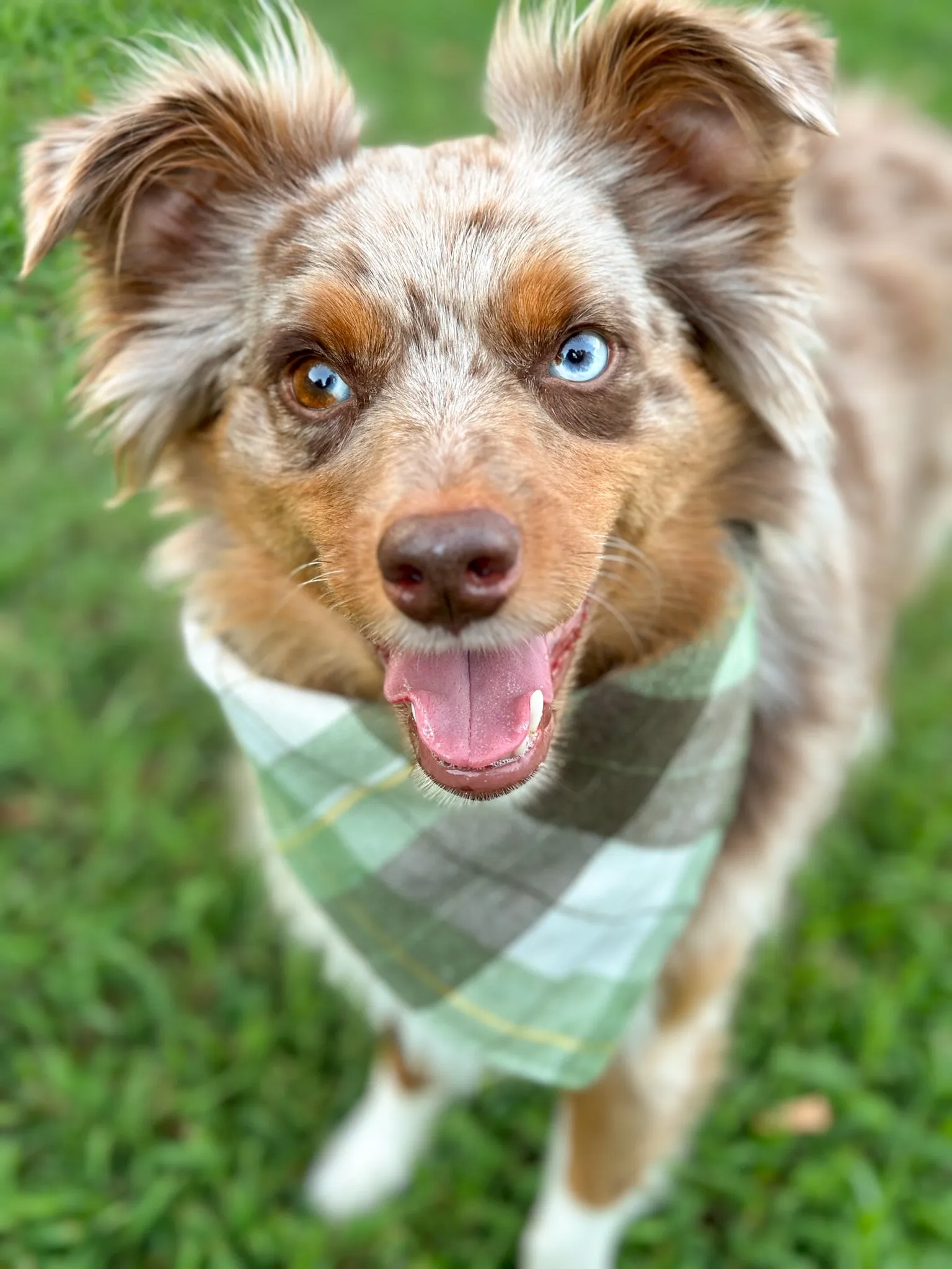 Autumn Plaid Bandana