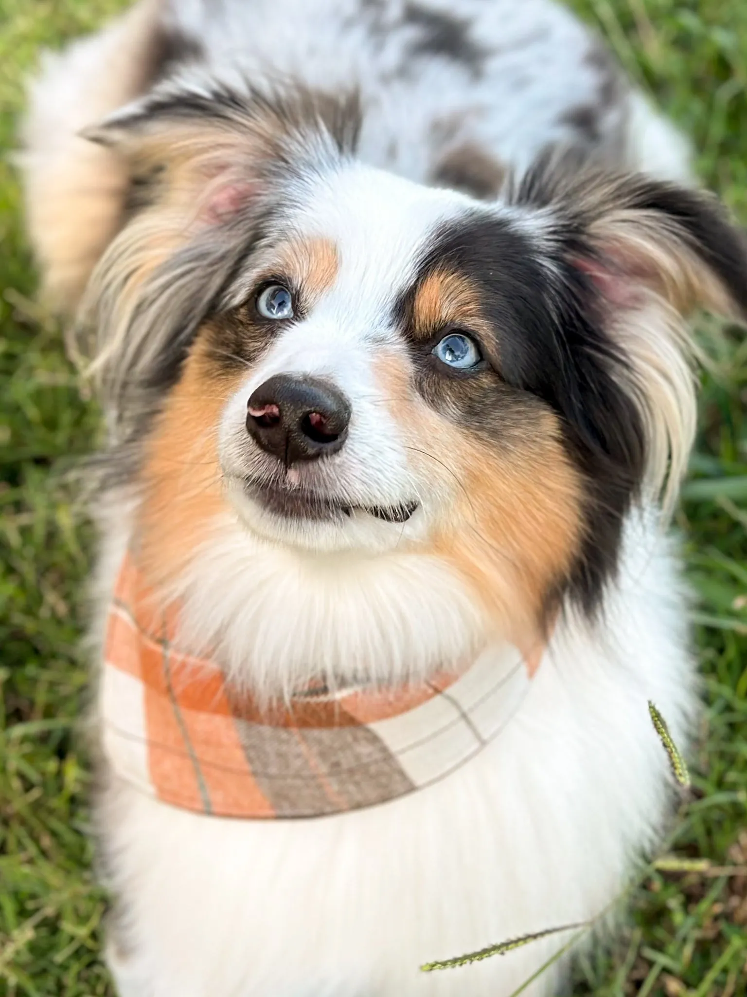 Autumn Plaid Bandana