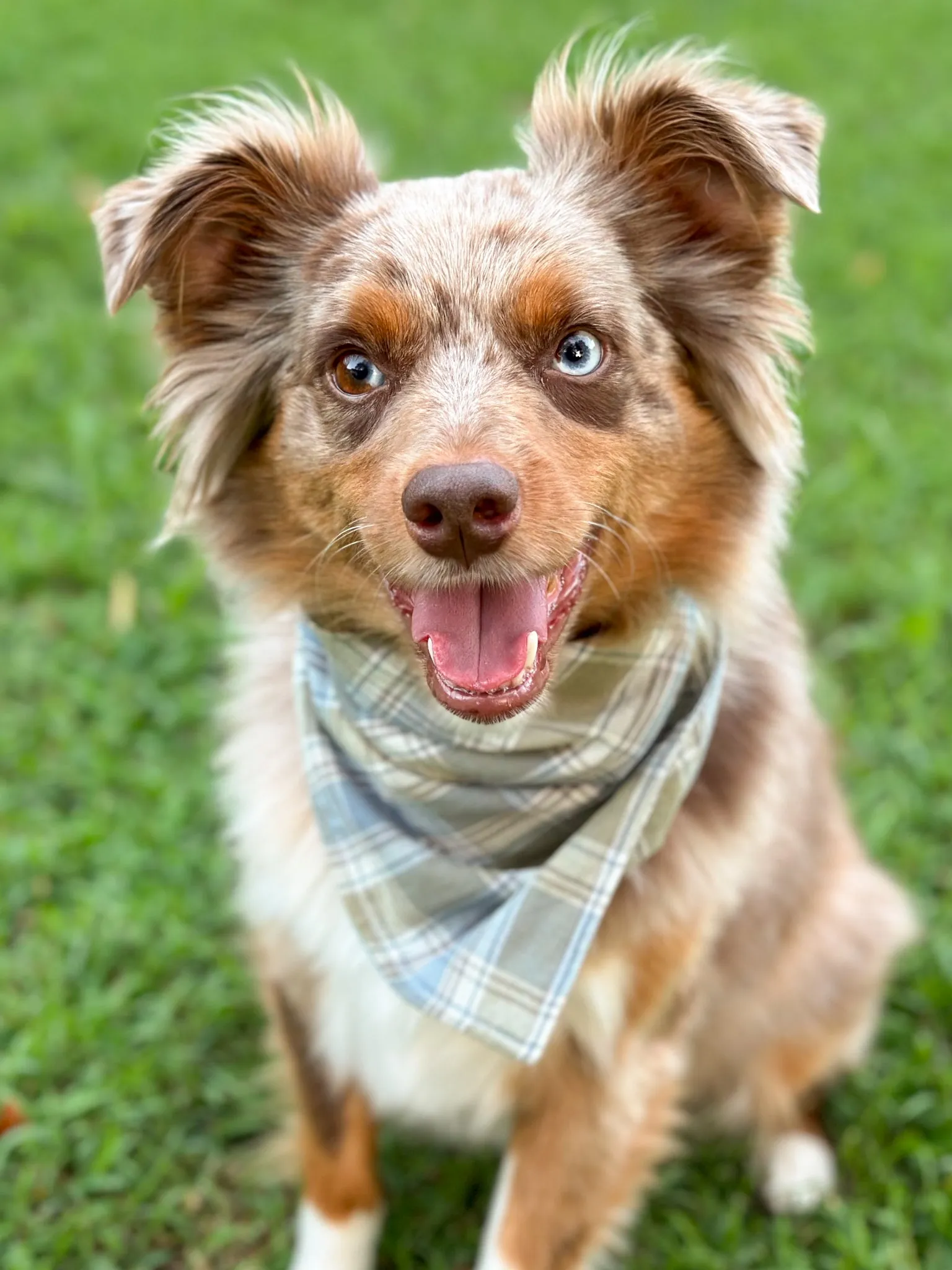 Autumn Plaid Bandana